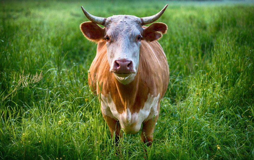 agriculture animal cattle close up