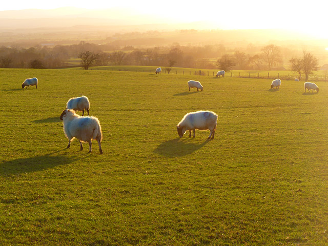 Pasture, Glassonby