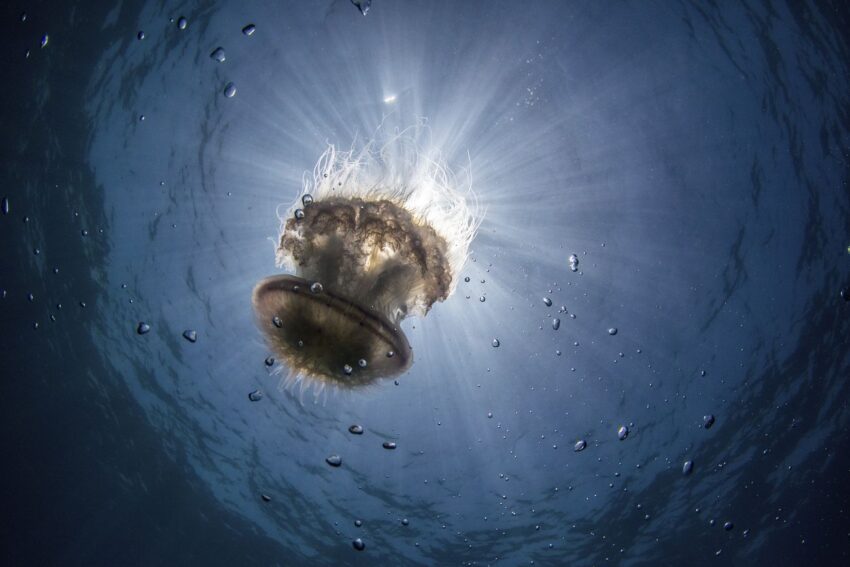 Jellyfish, Phuket, Thailand