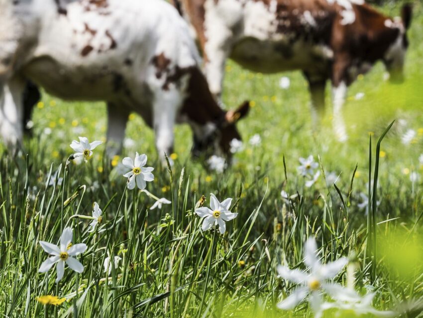 Cow grazing in farm